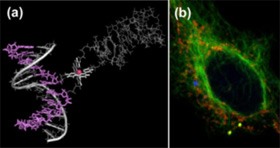 (a) An artificial nucleic acid that dynamically alters its structure in response to stimulation from a metal ion.
	(b) Live cell imaging of an mRNA granule with nucleic acid aptamers