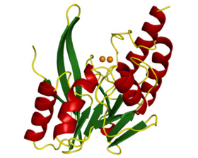 Molecular structure of metallo-β-lactamase, an enzyme produced by drug-resistant bacteria (the orange spheres are Zn(II) ions)