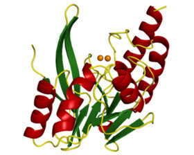 薬剤耐性菌が産生する酵素メタロ-β-ラクタマーゼの分子構造（オレンジの球体はZn(II)イオンです）