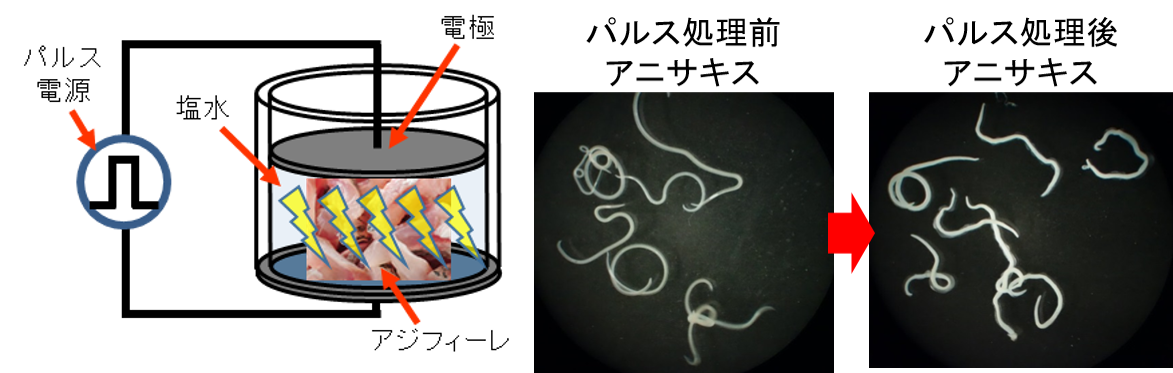 パルス処理の模式図及びパルス処理により死亡したアニサキス